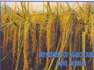 DEPARTMENT OF AGRICULTURE GOVT. OF BIHAR