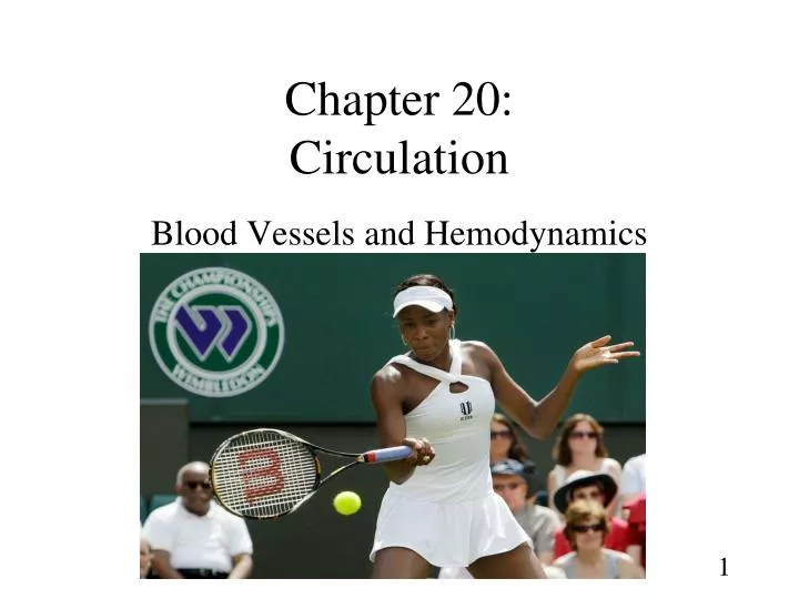 chapter 20 circulation