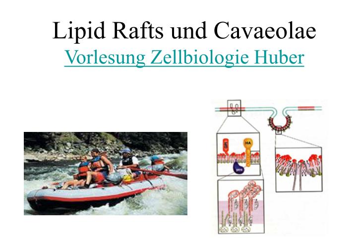 lipid rafts und cavaeolae vorlesung zellbiologie huber