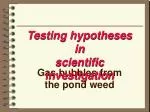 Gas bubbles from the pond weed - slide 1