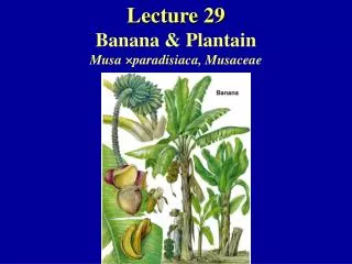 Lecture 29 Banana &amp; Plantain Musa × paradisiaca, Musaceae