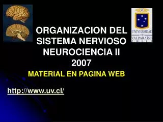 ORGANIZACION DEL SISTEMA NERVIOSO NEUROCIENCIA II 2007