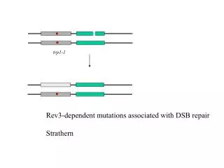 Rev3-dependent mutations associated with DSB repair Strathern