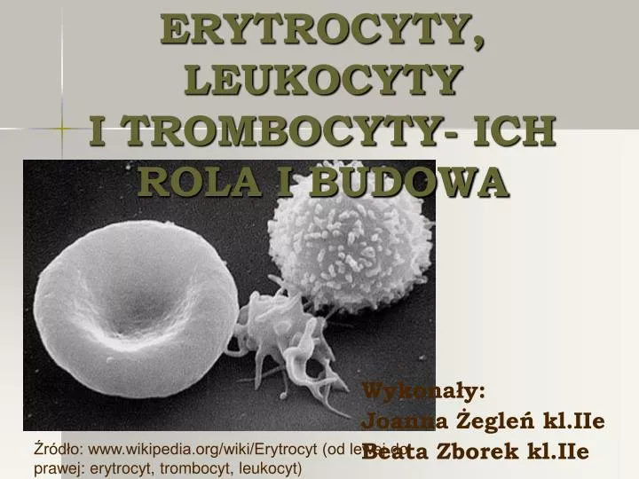 erytrocyty leukocyty i trombocyty ich rola i budowa