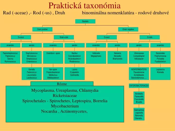 praktick taxon mia