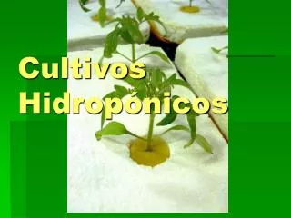 Cultivos Hidropónicos