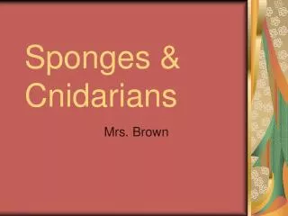 Sponges &amp; Cnidarians