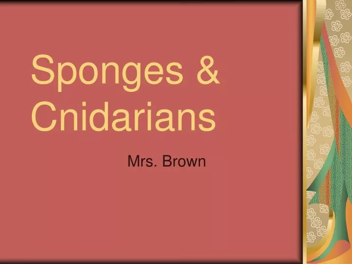 sponges cnidarians