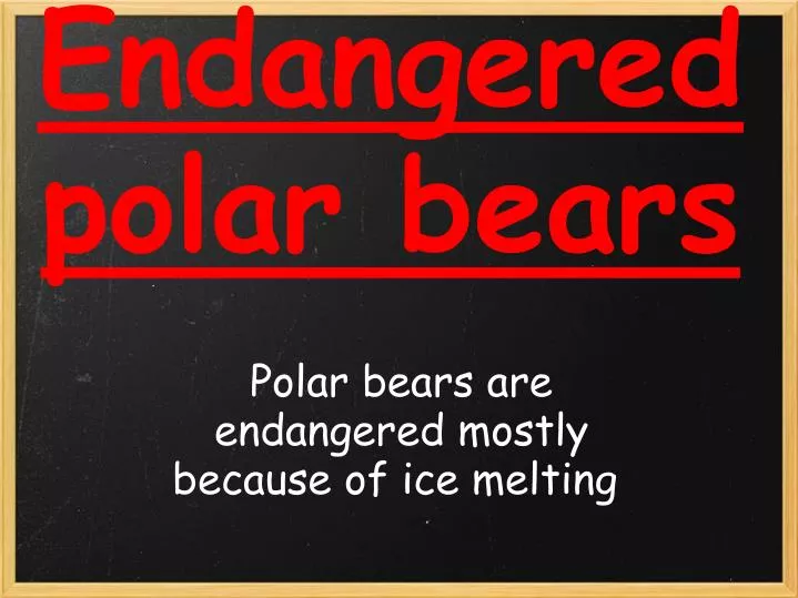 endangered polar bears