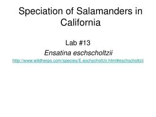 Speciation of Salamanders in California