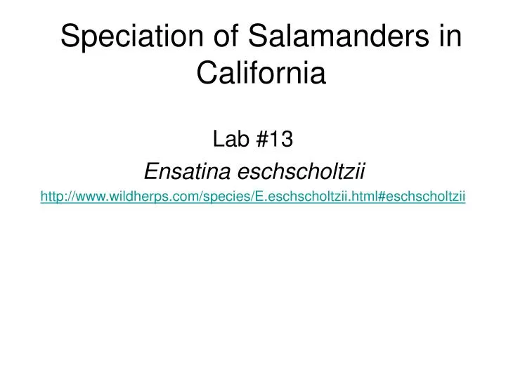 speciation of salamanders in california