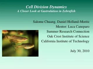 Cell Division Dynamics A Closer Look at Gastrulation in Zebrafish