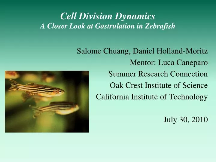cell division dynamics a closer look at gastrulation in zebrafish