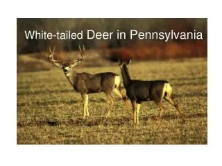 White-tailed Deer in Pennsylvania