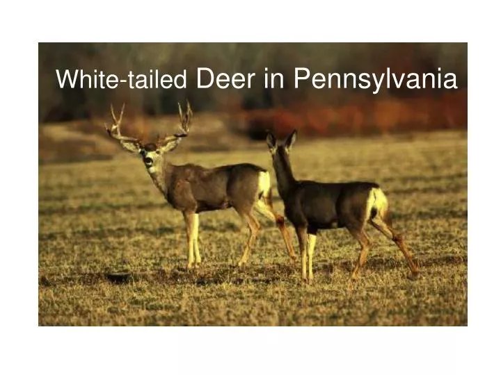 white tailed deer in pennsylvania