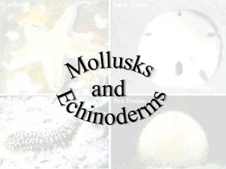 Mollusks and Echinoderms