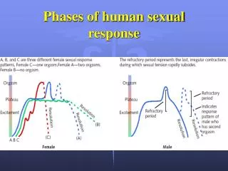 Phases of human sexual response