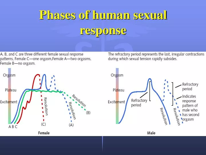 phases of human sexual response