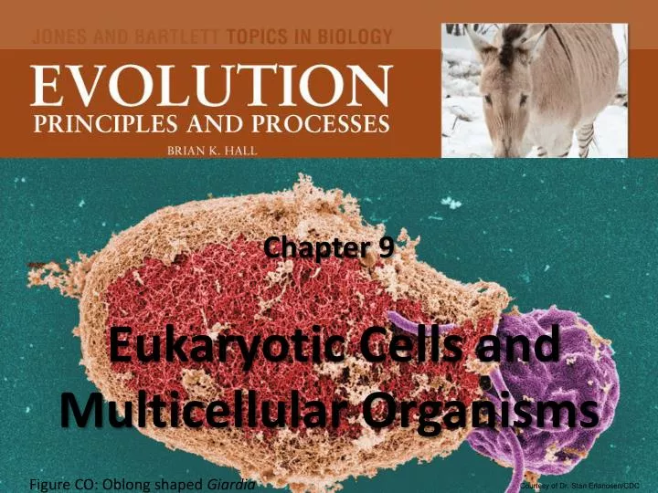chapter 9 eukaryotic cells and multicellular organisms
