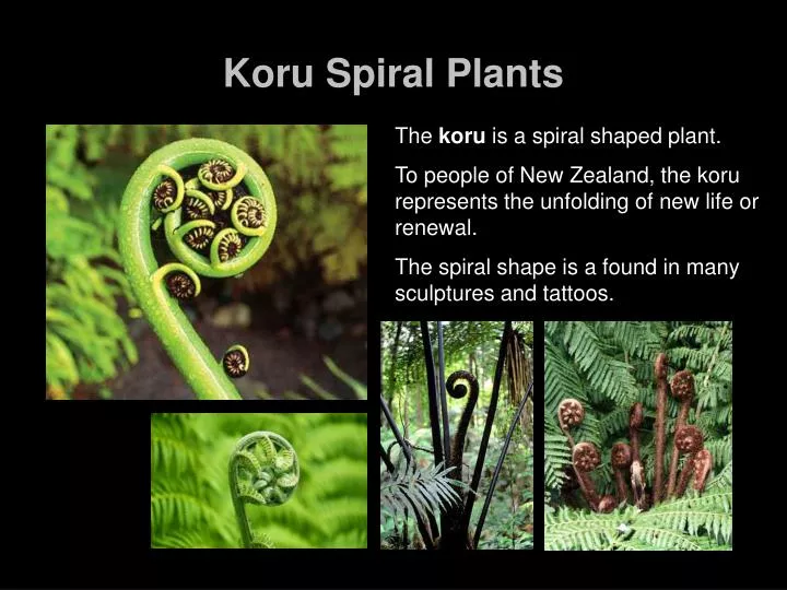 koru spiral plants