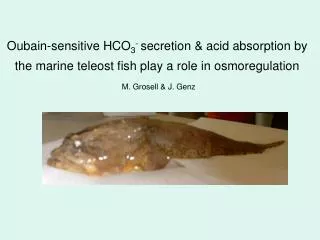 Oubain-sensitive HCO 3 - secretion &amp; acid absorption by the marine teleost fish play a role in osmoregulation