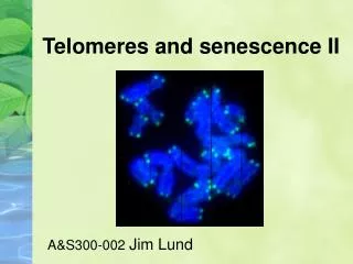 Telomeres and senescence II