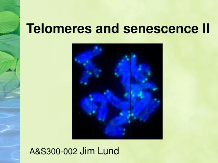 telomeres and senescence ii