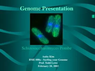 Genome Presentation