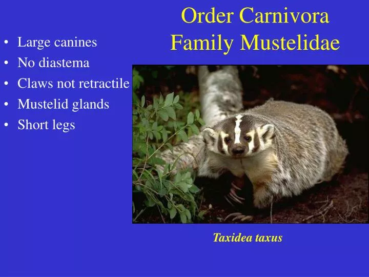 order carnivora family mustelidae