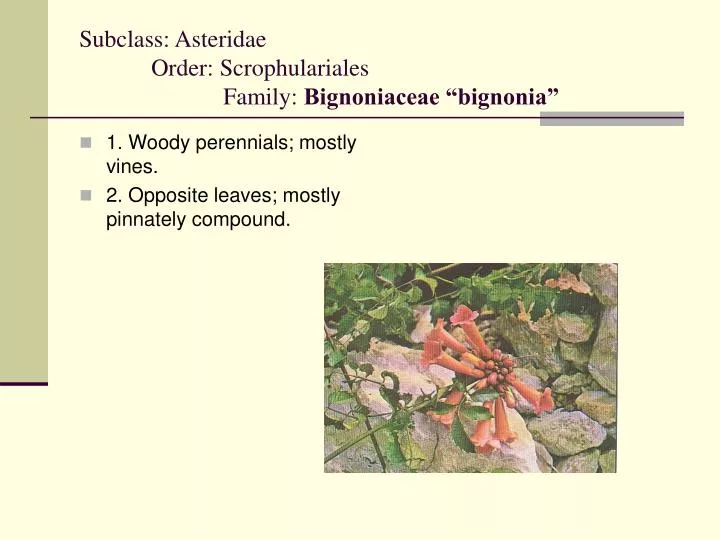 subclass asteridae order scrophulariales family bignoniaceae bignonia