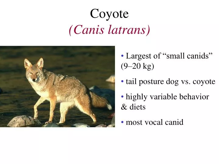coyote canis latrans
