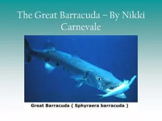 The Great Barracuda – By Nikki Carnevale