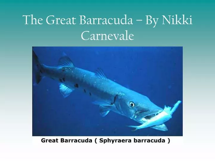 the great barracuda by nikki carnevale
