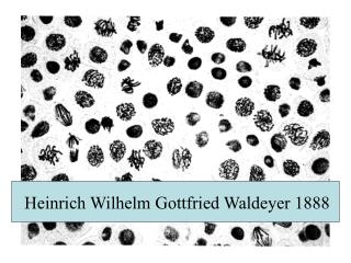 Heinrich Wilhelm Gottfried Waldeyer 1888