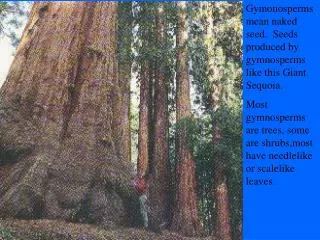 Gymonosperms mean naked seed. Seeds produced by gymnosperms like this Giant Sequoia.