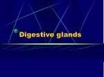 Digestive glands - slide 1
