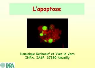 L’apoptose