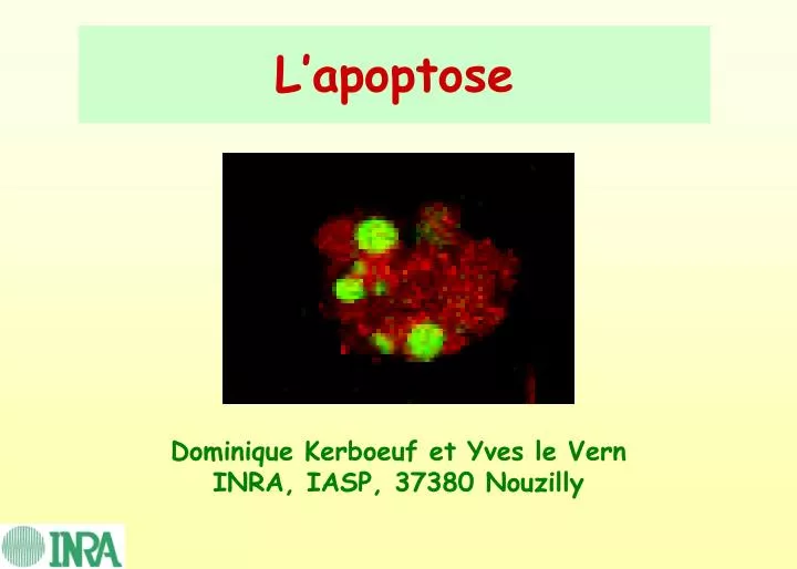 l apoptose
