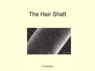 The Hair Shaft