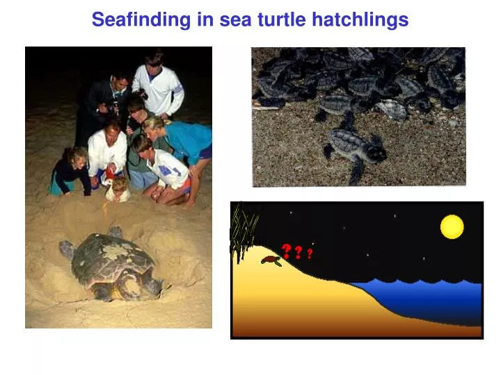 seafinding in sea turtle hatchlings