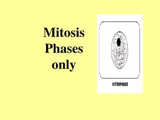 Mitosis Phases only