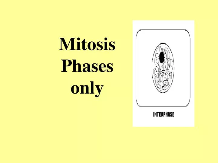 mitosis phases only