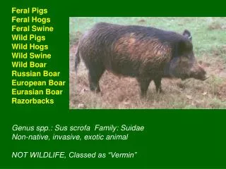 Feral Pigs Feral Hogs Feral Swine Wild Pigs Wild Hogs Wild Swine Wild Boar Russian Boar European Boar Eurasian Boar Razo