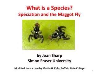 What is a Species? Speciation and the Maggot Fly by Joan Sharp Simon Fraser University Modified from a case by Martin G.