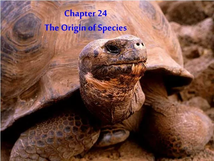 PPT - Chapter 24 The Origin Of Species PowerPoint Presentation, Free ...