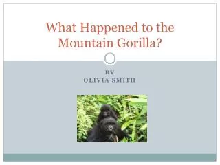 What Happened to the Mountain Gorilla?