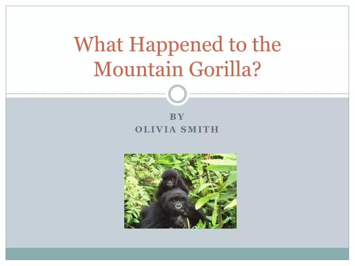 what happened to the mountain gorilla