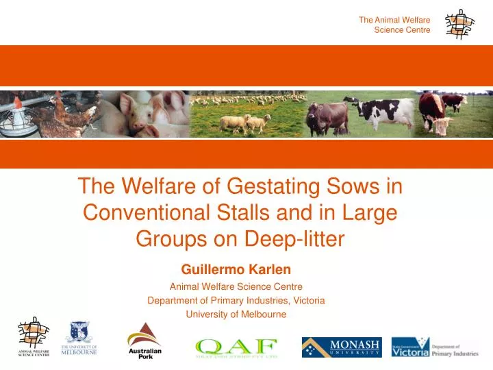the welfare of gestating sows in conventional stalls and in large groups on deep litter