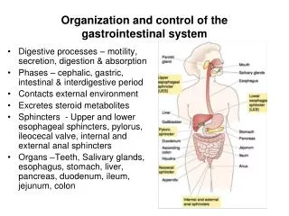 Organization and control of the gastrointestinal system