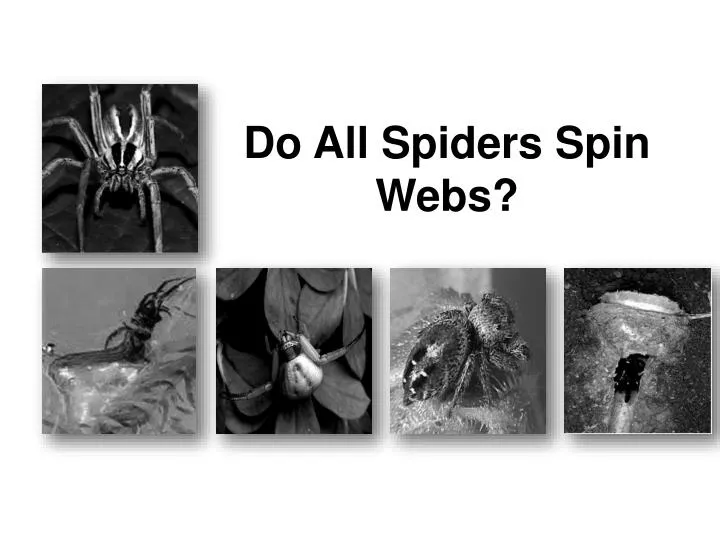 do all spiders spin webs